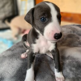 Whippet - Both