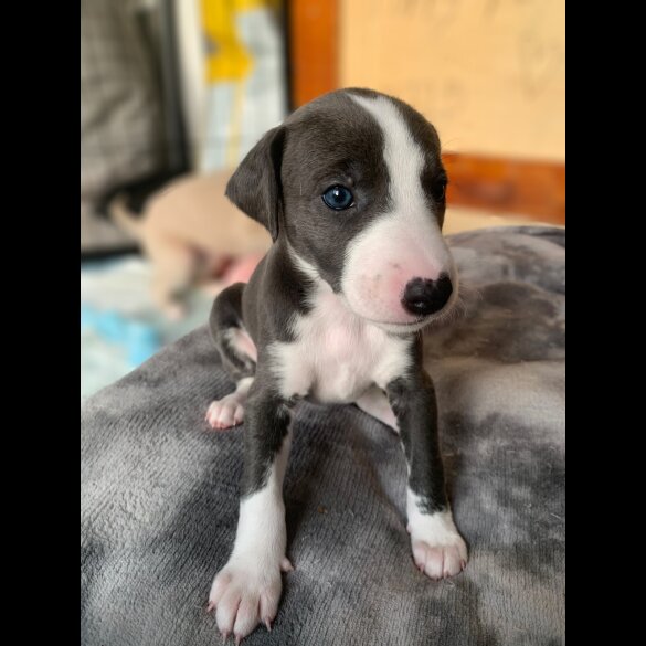 Whippet - Both