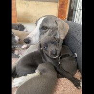 Whippet - Both