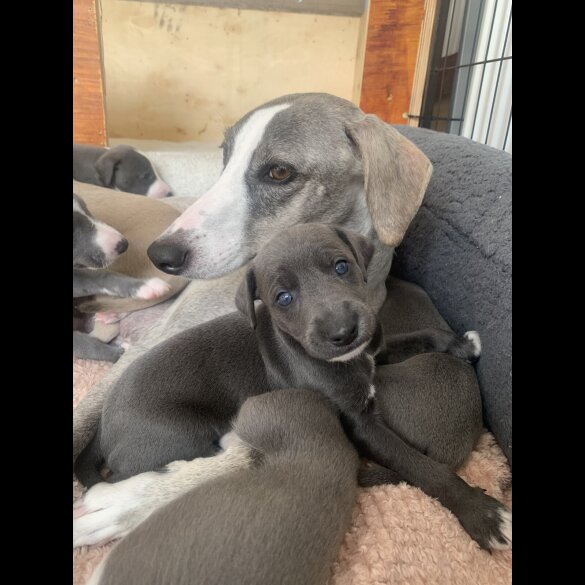 Whippet - Both