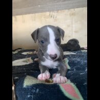Whippet - Both