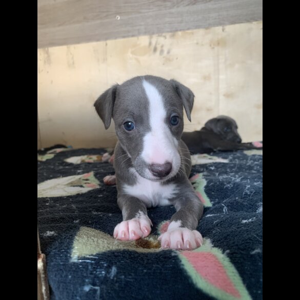 Whippet - Both