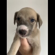 Whippet - Both