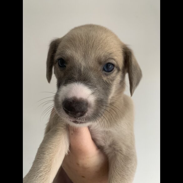 Whippet - Both