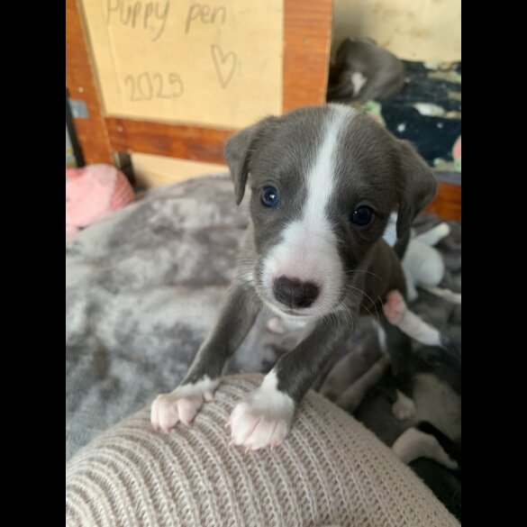 Whippet - Both