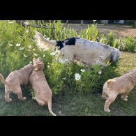 Cocker Spaniel (Working &amp; Show) - Both
