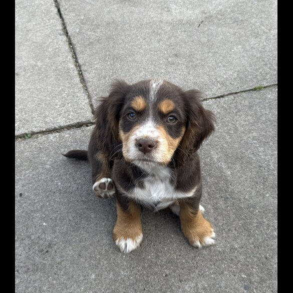 Cocker Spaniel (Working &amp; Show) - Both