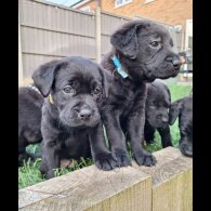 Labrador Retriever - Dogs