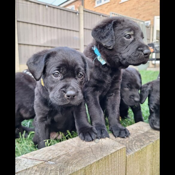 Labrador Retriever - Dogs