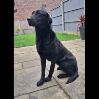 Labrador Retriever - Dogs