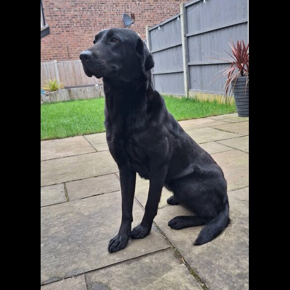 Labrador Retriever - Dogs