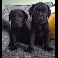Labrador Retriever - Dogs