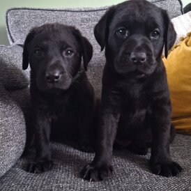 Labrador Retriever - Dogs