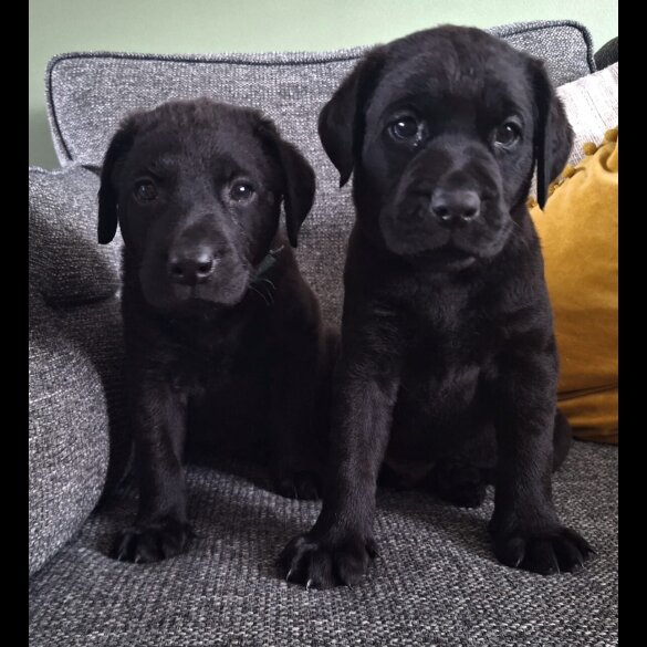 Labrador Retriever - Dogs