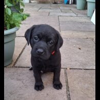 Labrador Retriever - Dogs
