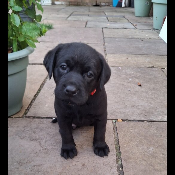 Labrador Retriever - Dogs