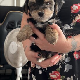 Yorkshire Terrier - Both