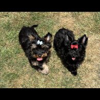 Yorkshire Terrier - Both