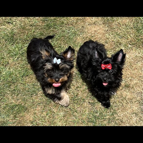 Yorkshire Terrier - Both