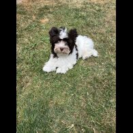 Yorkshire Terrier - Both