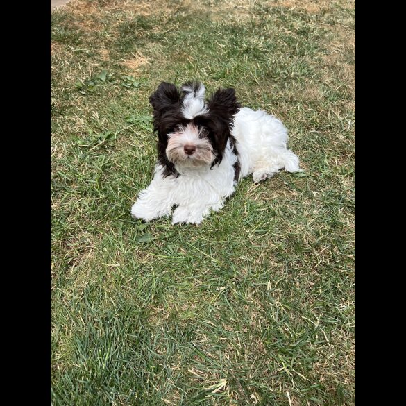 Yorkshire Terrier - Both