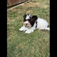 Yorkshire Terrier - Both