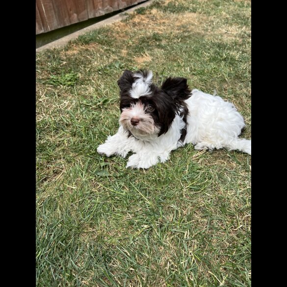 Yorkshire Terrier - Both