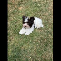 Yorkshire Terrier - Both