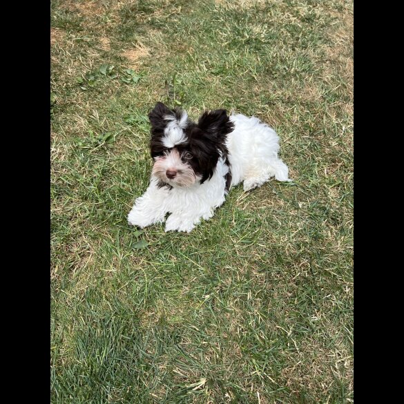 Yorkshire Terrier - Both