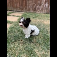 Yorkshire Terrier - Both