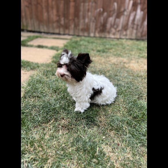 Yorkshire Terrier - Both