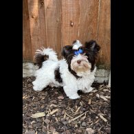 Yorkshire Terrier - Both