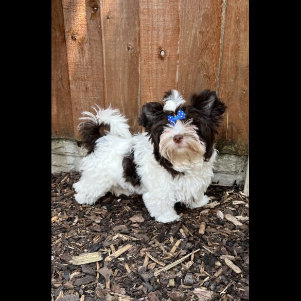 Yorkshire Terrier - Both