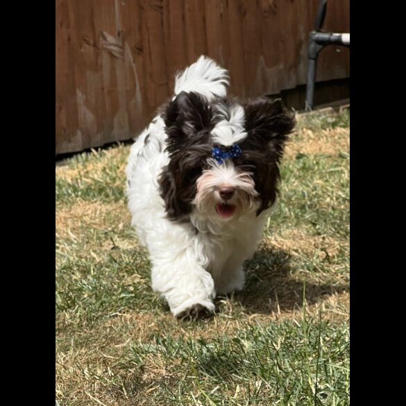 Yorkshire Terrier - Both