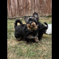 Yorkshire Terrier - Both