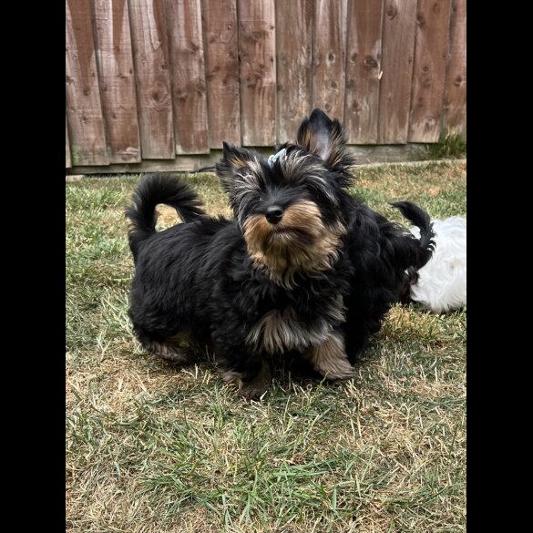 Yorkshire Terrier - Both