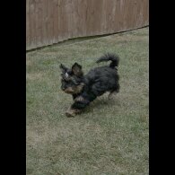 Yorkshire Terrier - Both