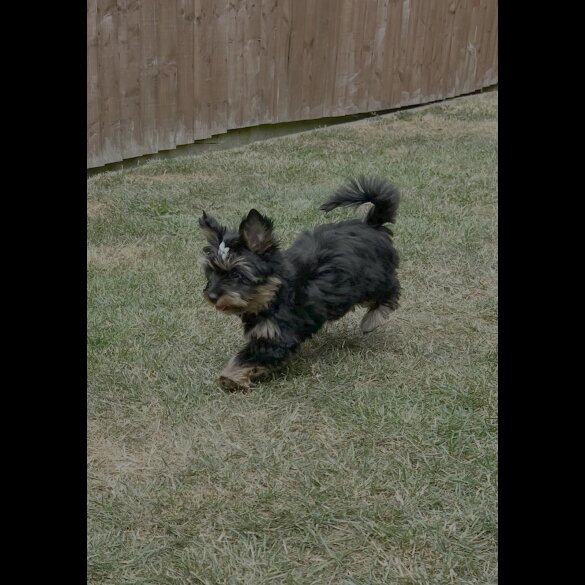 Yorkshire Terrier - Both