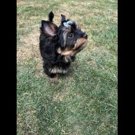 Yorkshire Terrier - Both