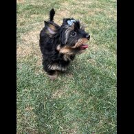 Yorkshire Terrier - Both