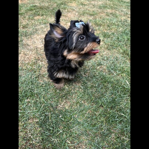 Yorkshire Terrier - Both