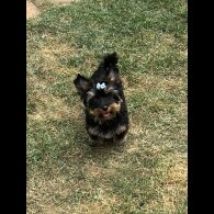 Yorkshire Terrier - Both