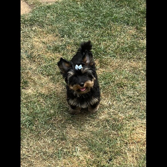 Yorkshire Terrier - Both