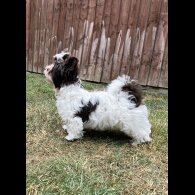 Yorkshire Terrier - Both