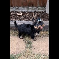 Yorkshire Terrier - Both