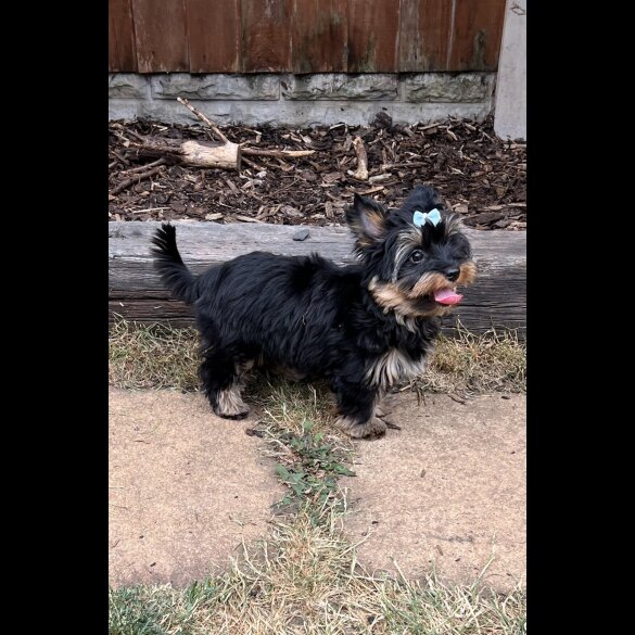 Yorkshire Terrier - Both