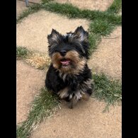 Yorkshire Terrier - Both