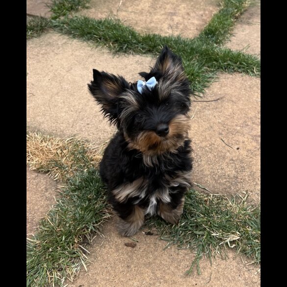 Yorkshire Terrier - Both