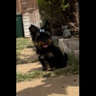Yorkshire Terrier - Both