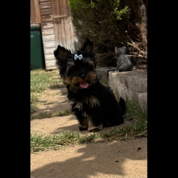 Yorkshire Terrier - Both